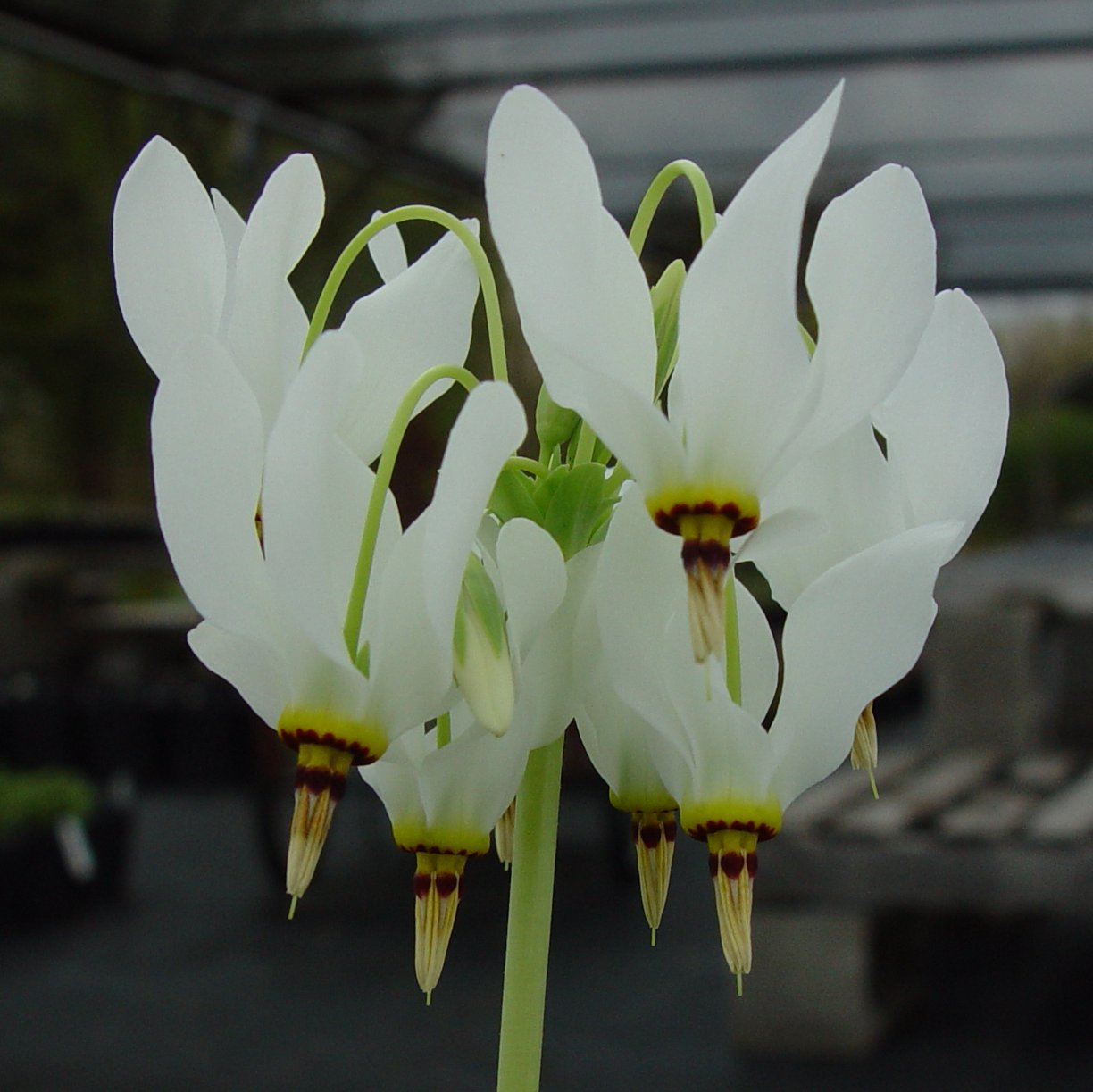 Dodecatheon meadia